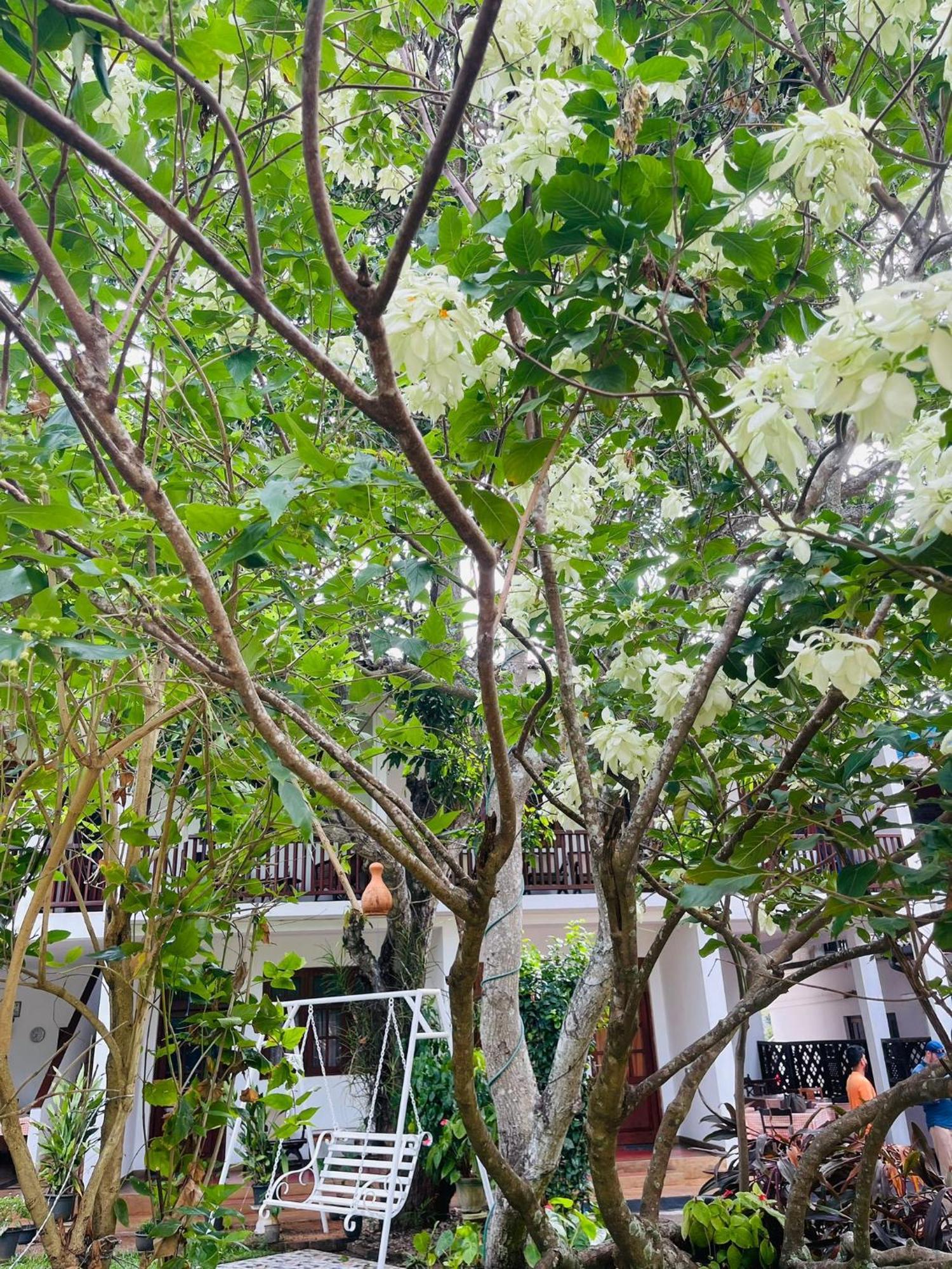 Little Paradise Tourist Guest House And Holiday Home Anuradhapura Zewnętrze zdjęcie